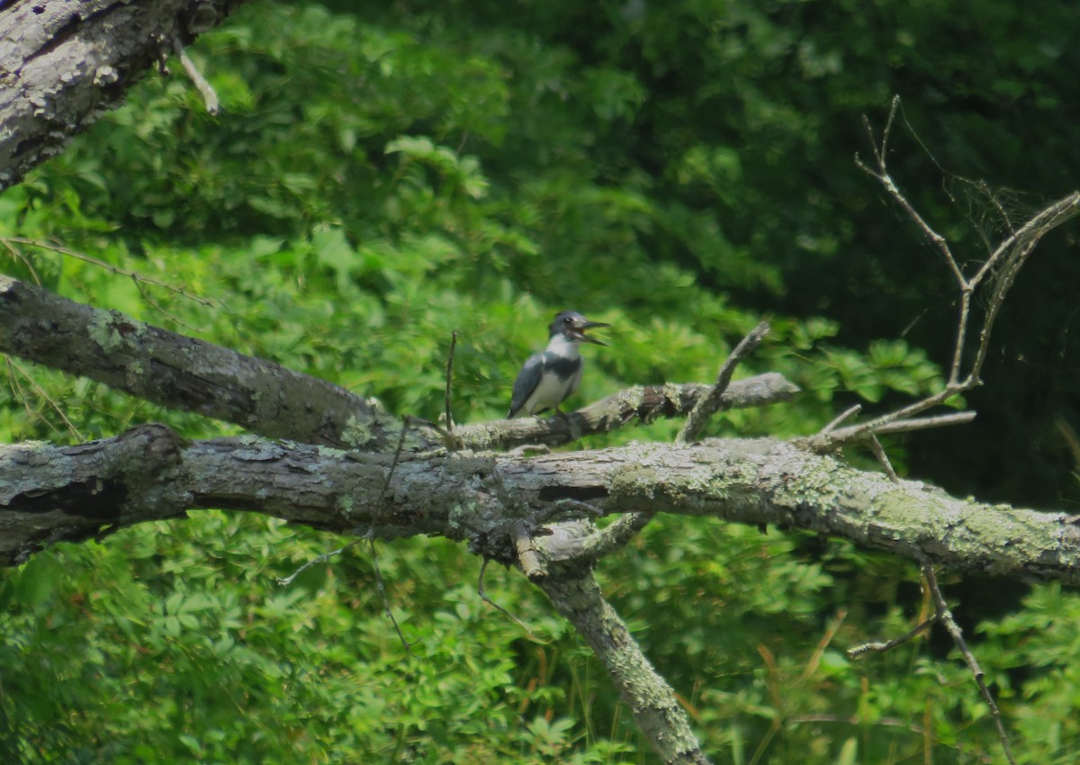 Belted Kingfisher - ML620864184
