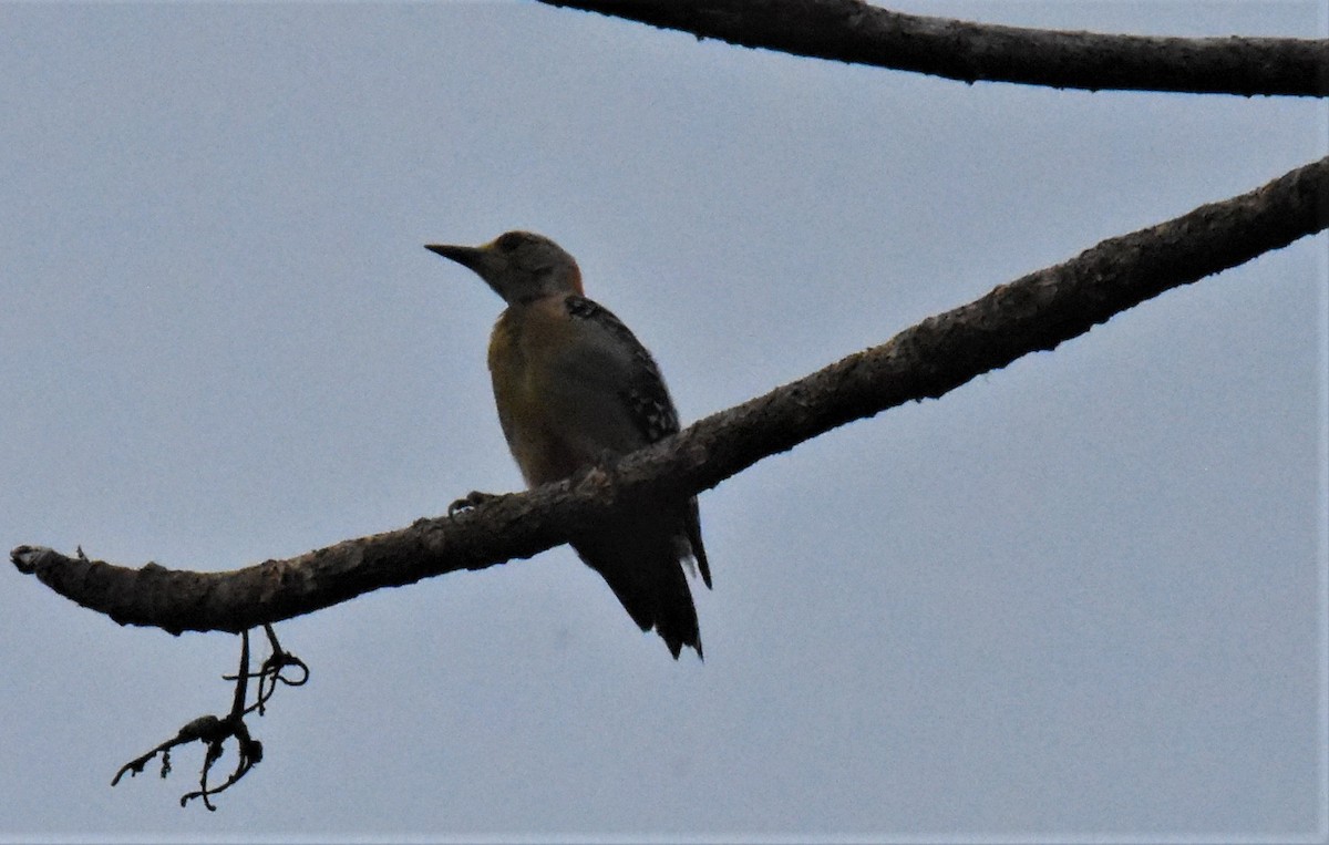 Red-crowned Woodpecker - ML620864214