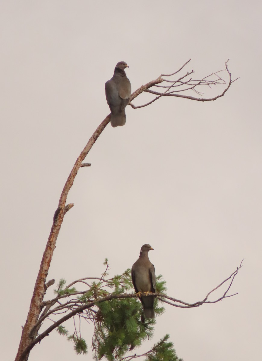 Band-tailed Pigeon - ML620864228
