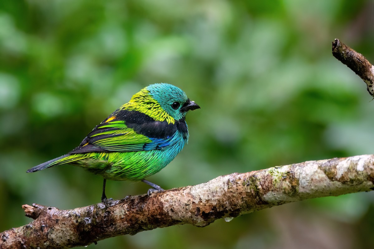 Green-headed Tanager - ML620864230