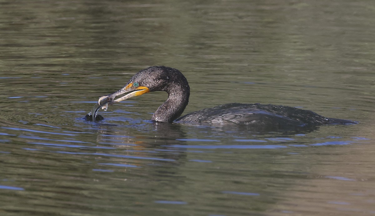 Double-crested Cormorant - ML620864232