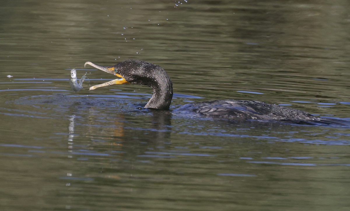 Double-crested Cormorant - ML620864233