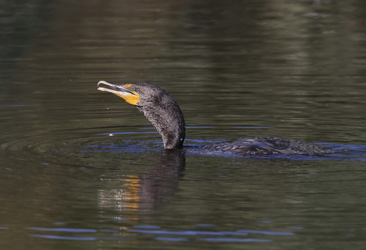 Double-crested Cormorant - ML620864234