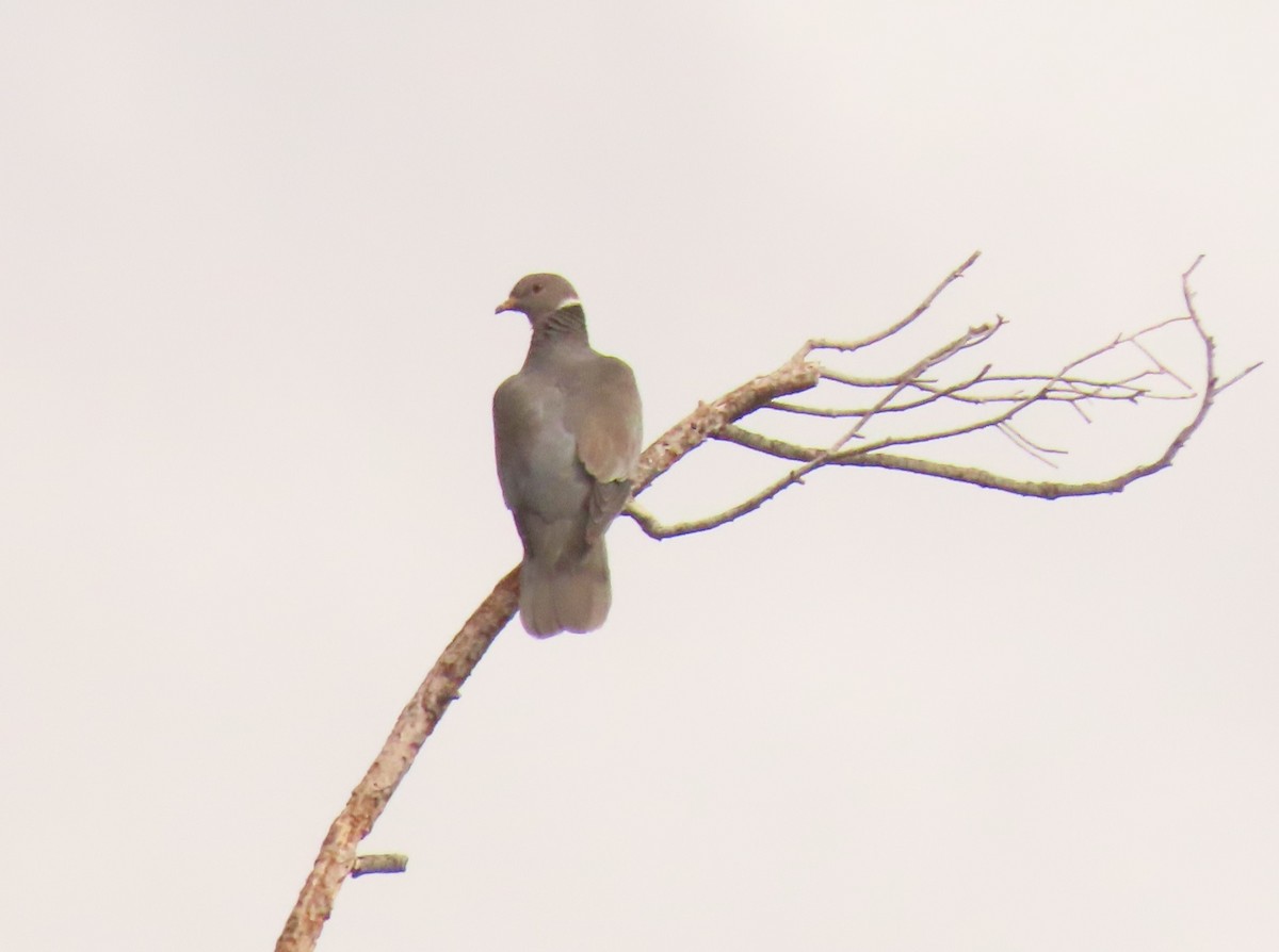 Band-tailed Pigeon - Mark Stevenson