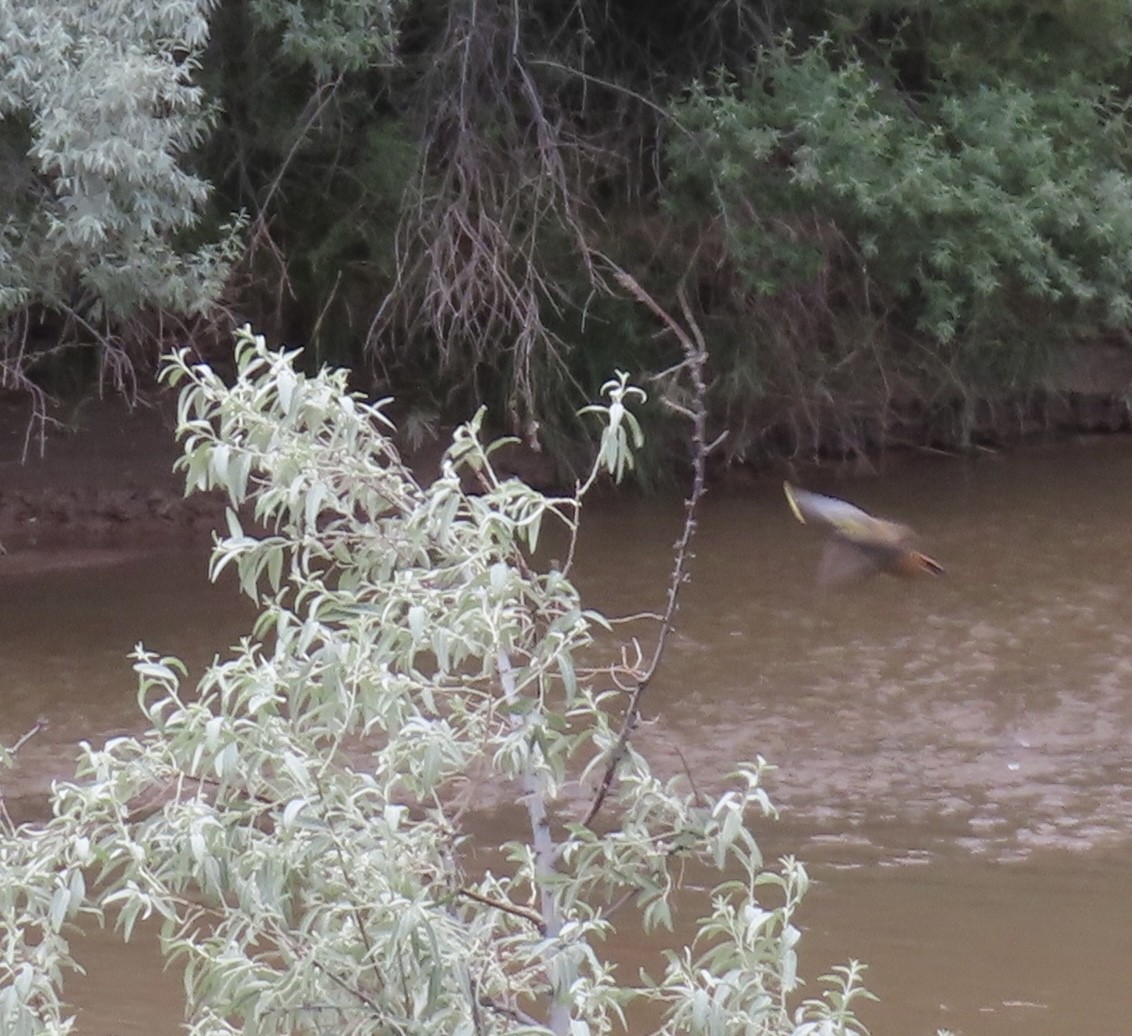 Cedar Waxwing - ML620864253