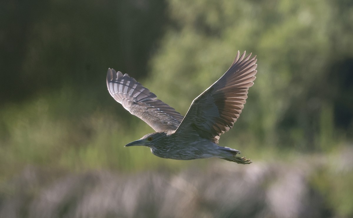 Black-crowned Night Heron - ML620864255