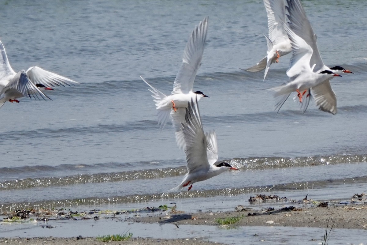 Roseate Tern - ML620864267