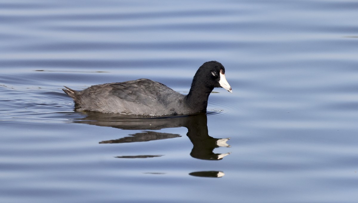 American Coot - ML620864269