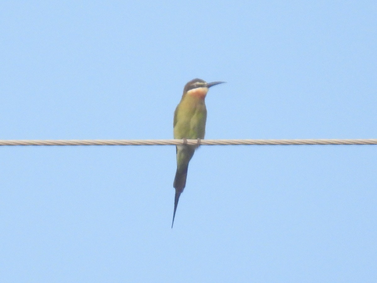 Madagascar Bee-eater - ML620864274