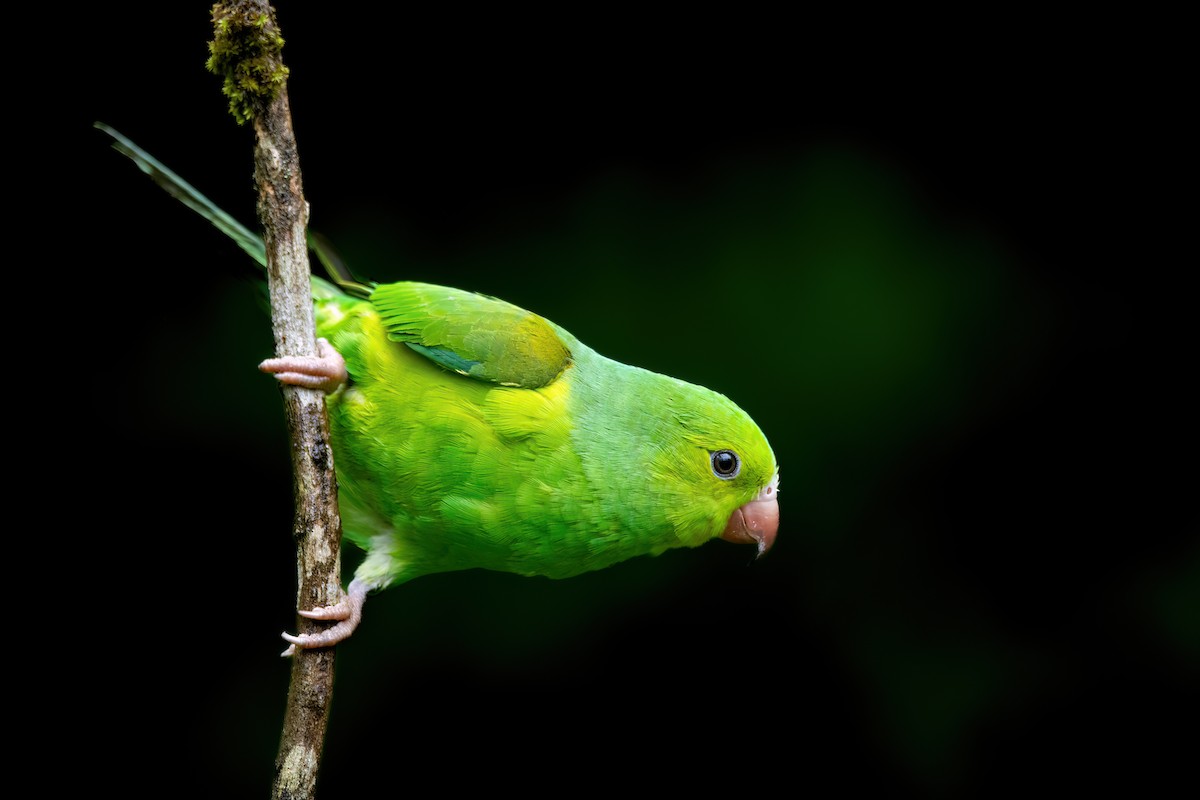 Plain Parakeet - ML620864279