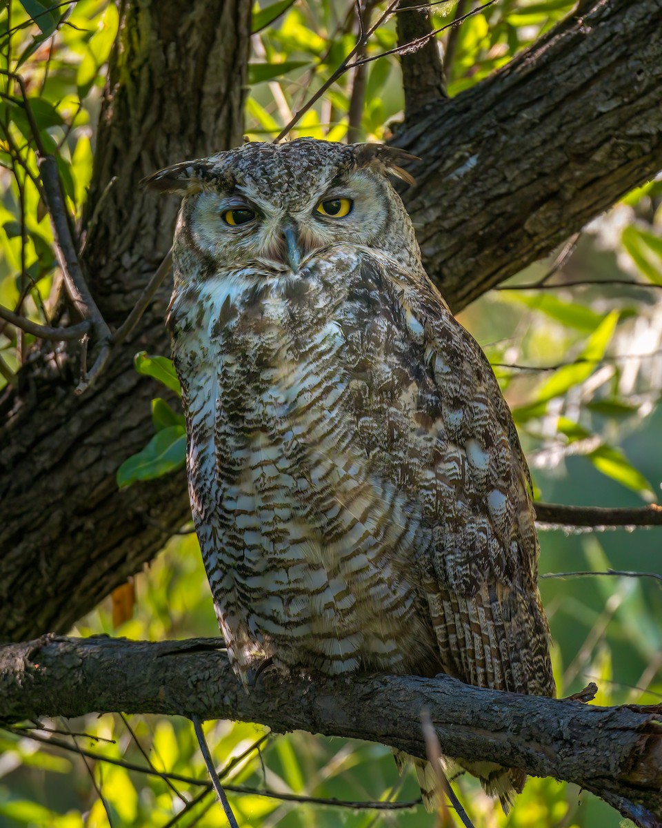 Great Horned Owl - ML620864302
