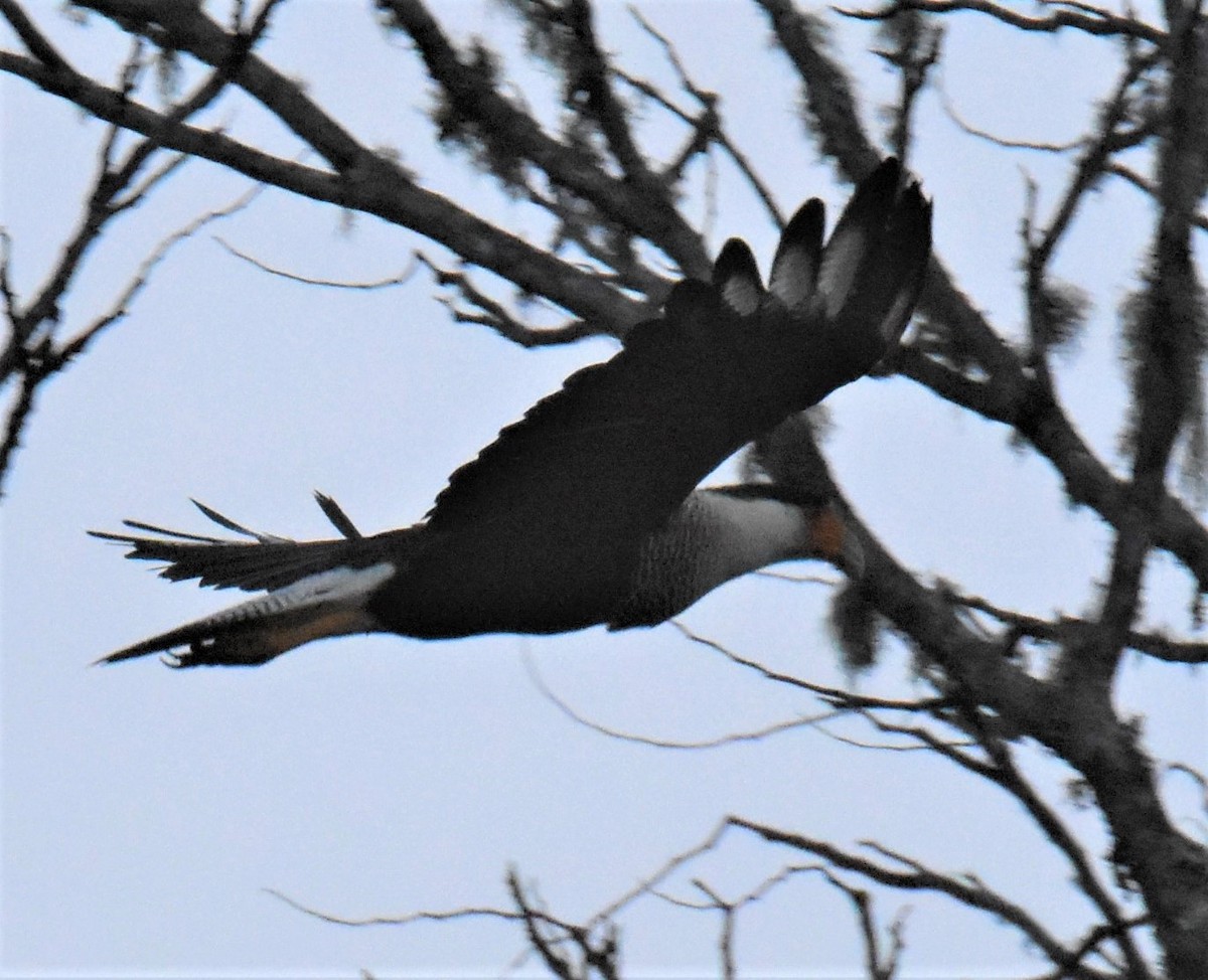 Crested Caracara (Northern) - ML620864303