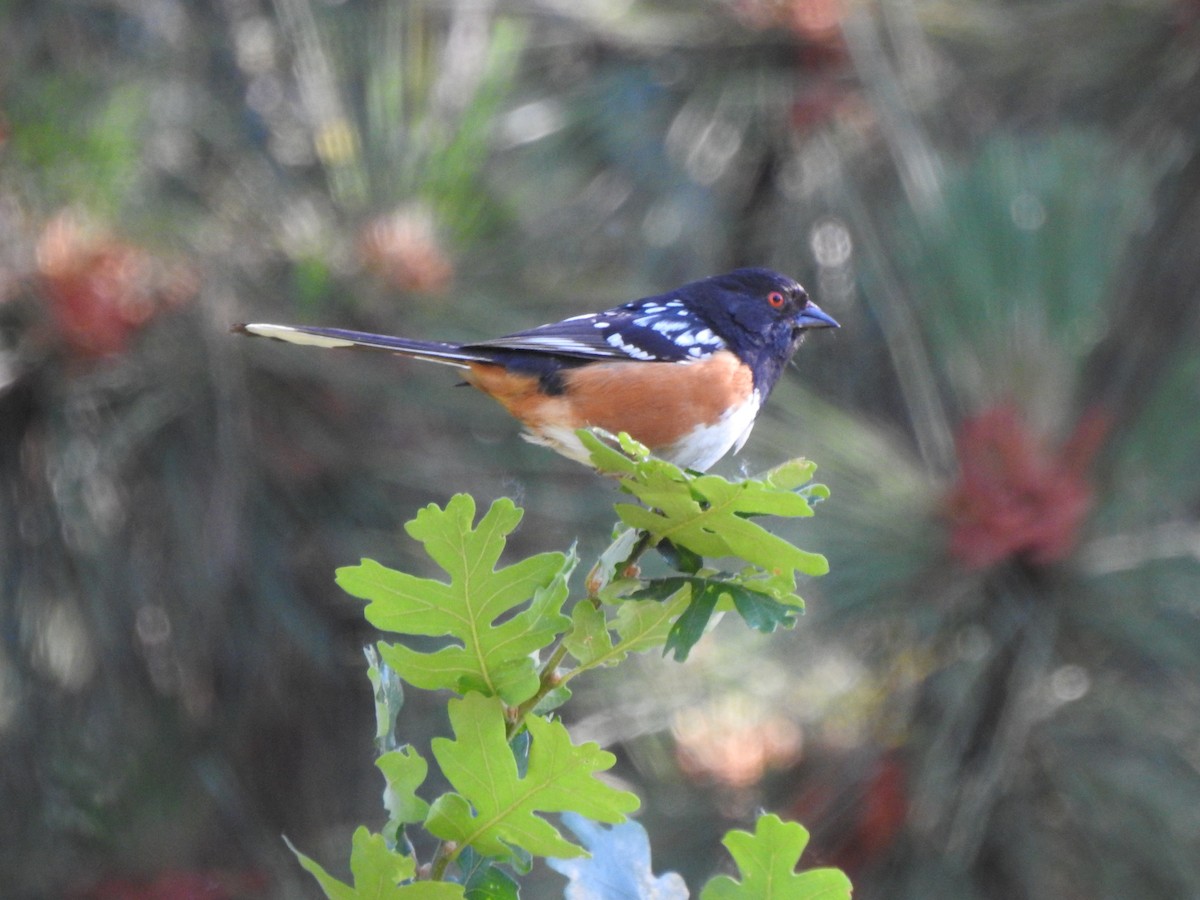 Spotted Towhee - ML620864305
