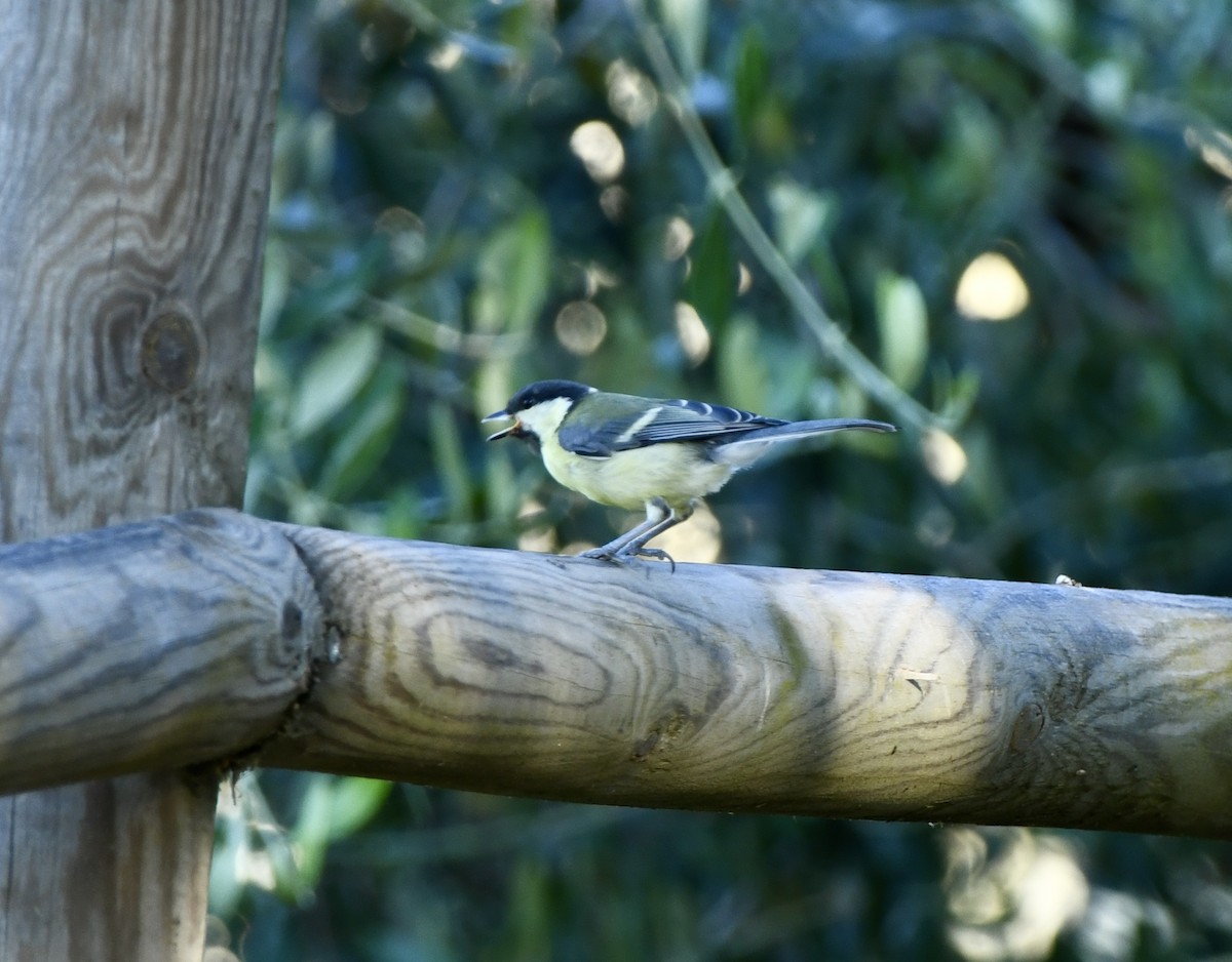 Great Tit - ML620864336