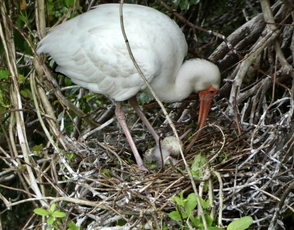 White Ibis - ML620864354