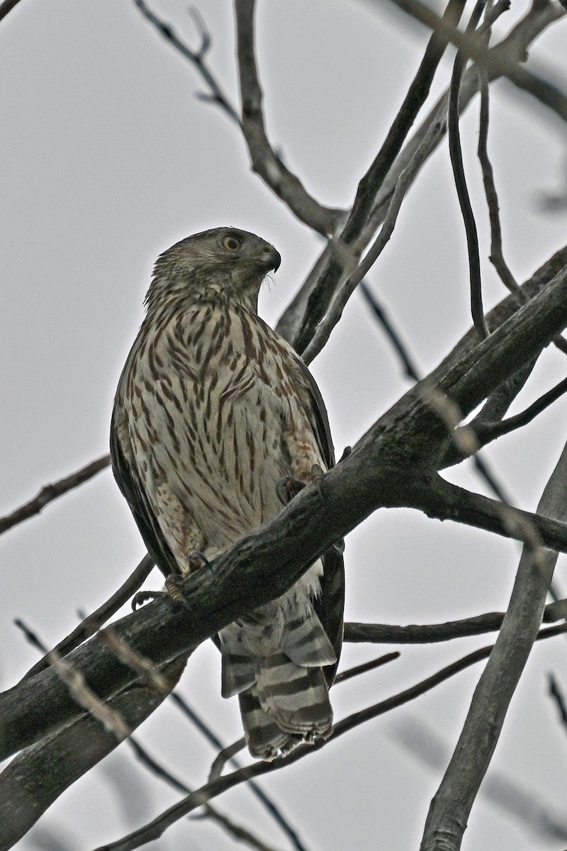 Cooper's Hawk - ML620864361