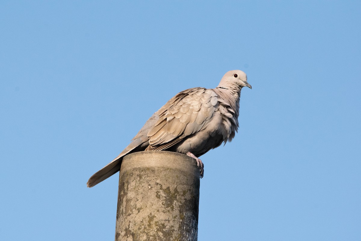 Eurasian Collared-Dove - Gian Maria Basso