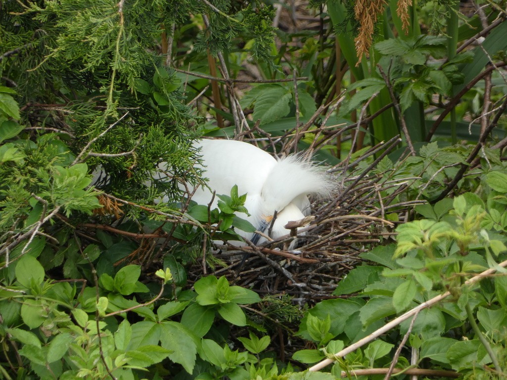 Snowy Egret - ML620864367