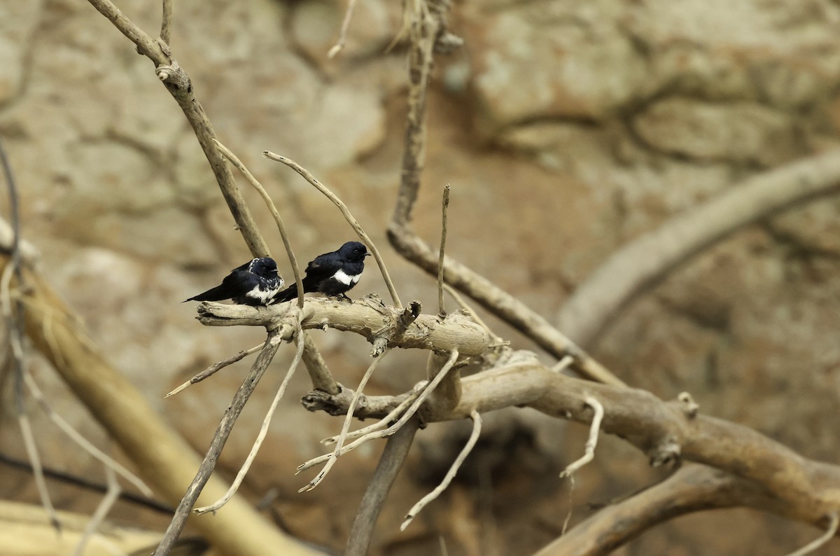 White-banded Swallow - ML620864369