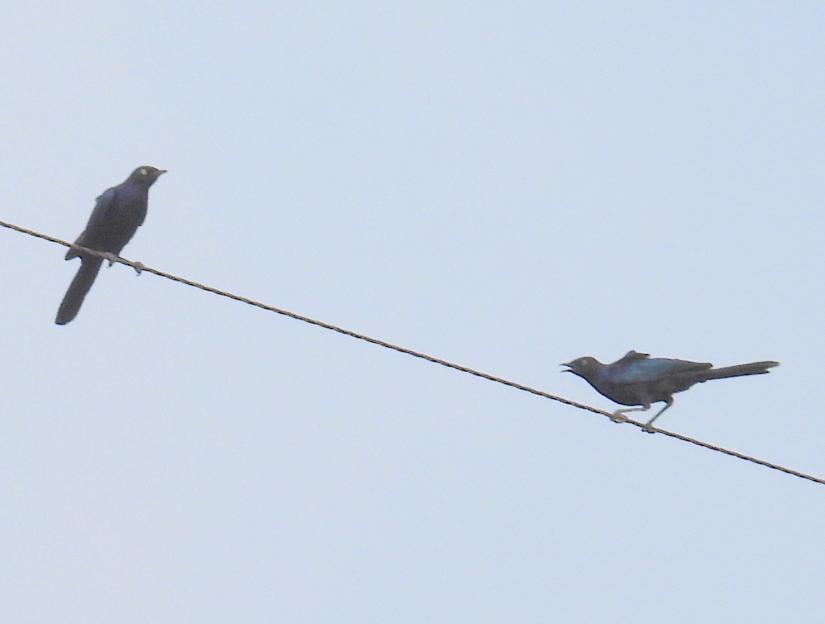 Rüppell's Starling - ML620864370