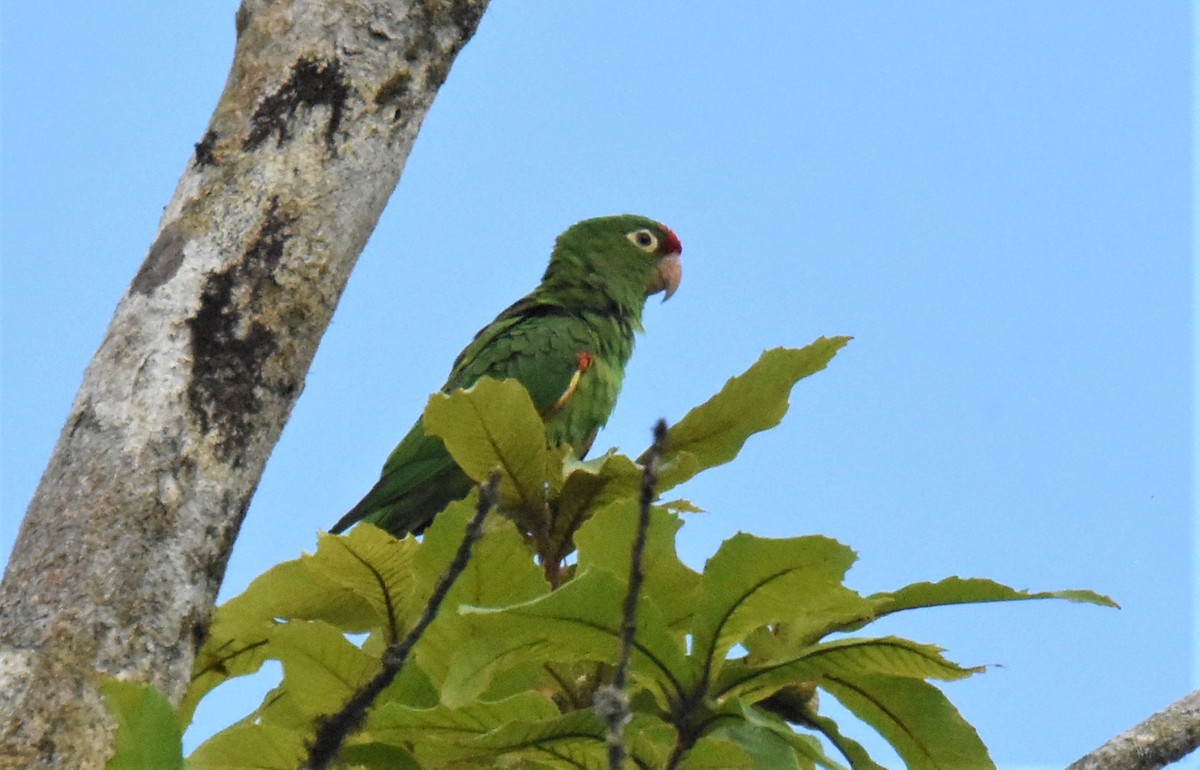 Crimson-fronted Parakeet - Jerry Davis