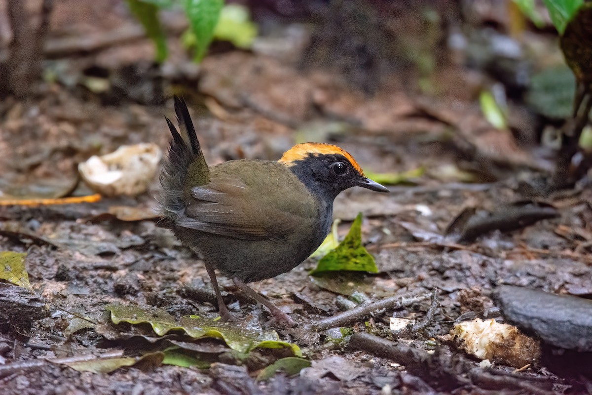 Rufous-capped Antthrush - ML620864372