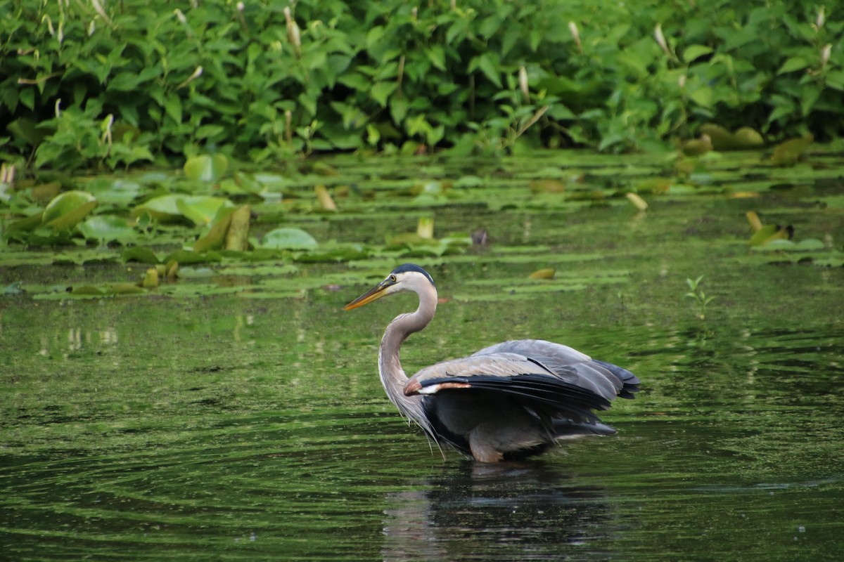 Great Blue Heron - ML620864387