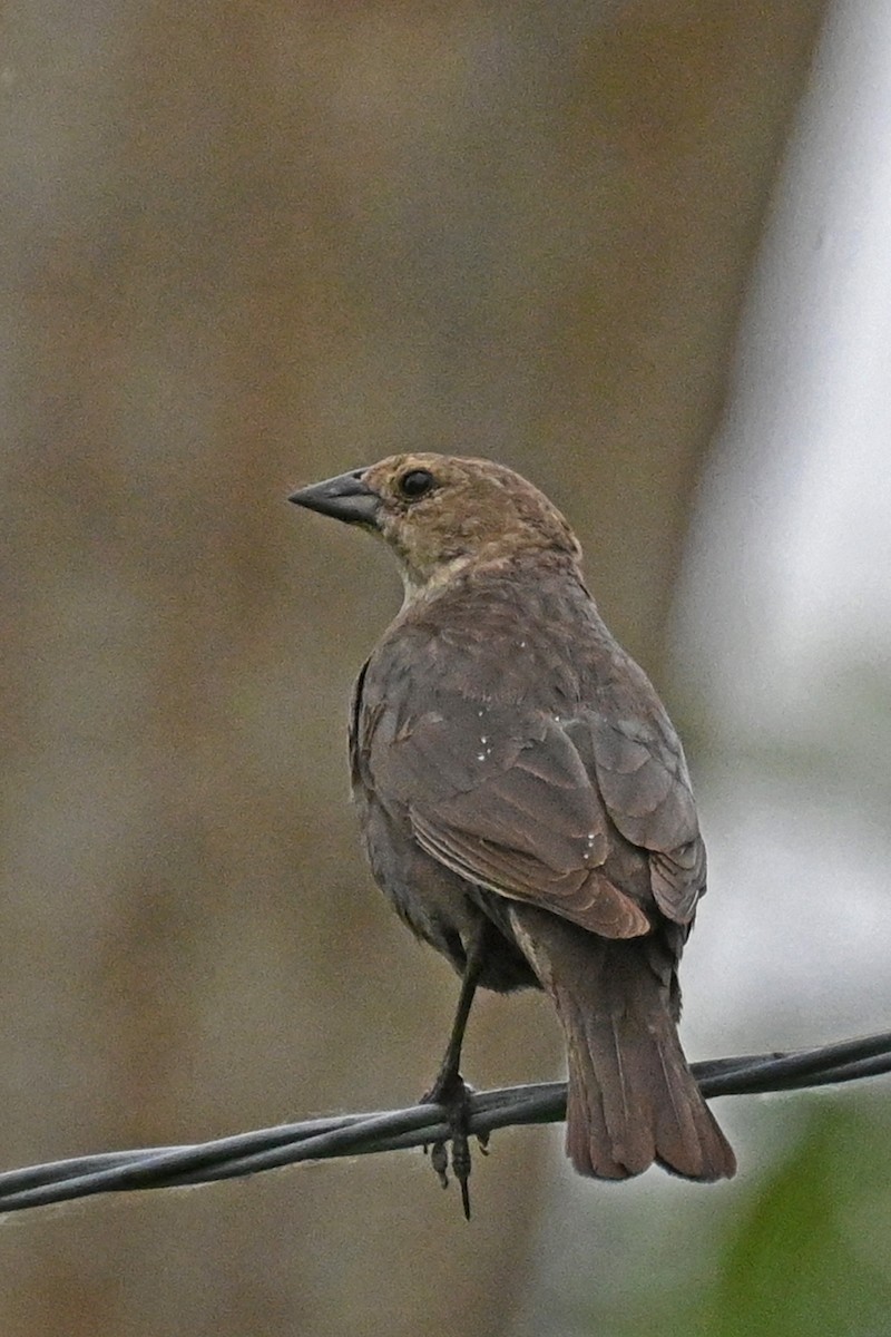 Brown-headed Cowbird - ML620864392