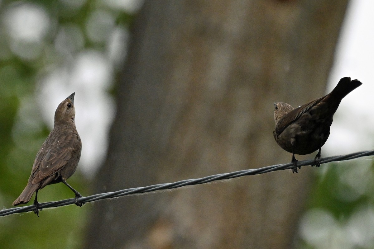 Brown-headed Cowbird - ML620864393