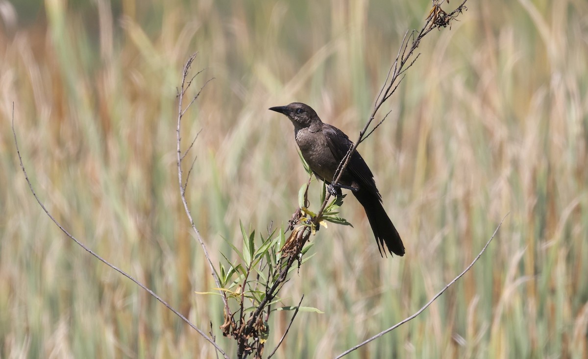 Great-tailed Grackle - Anne Bielamowicz