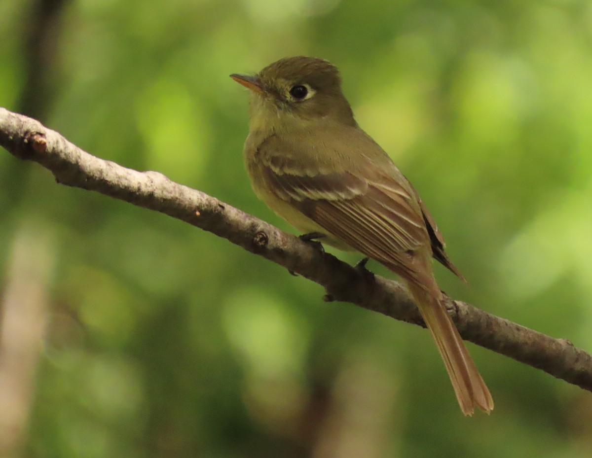 Western Flycatcher (Cordilleran) - ML620864399