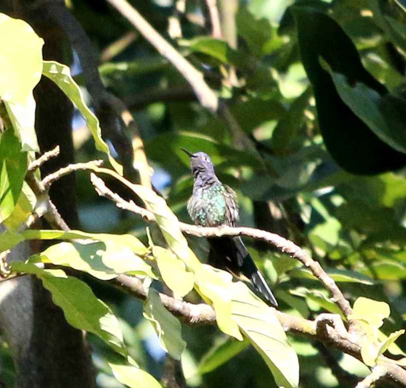 Swallow-tailed Hummingbird - ML620864407