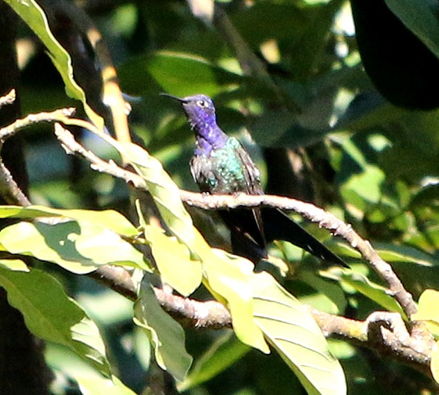 Swallow-tailed Hummingbird - ML620864408