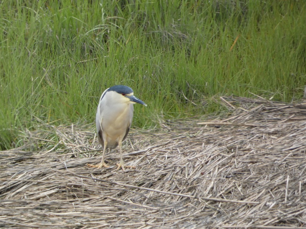 Black-crowned Night Heron - Deb Weltsch