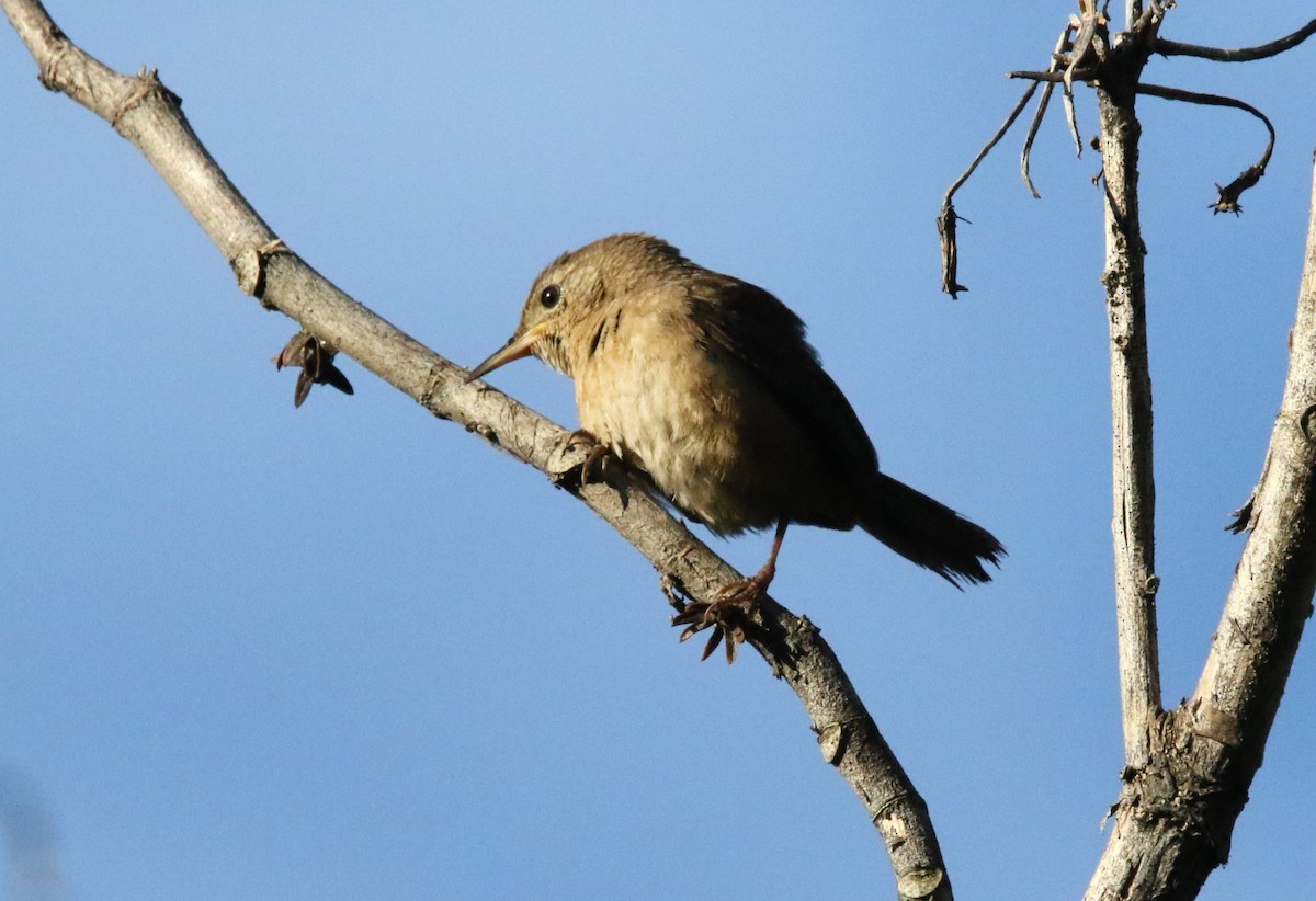 House Wren (Southern) - ML620864420