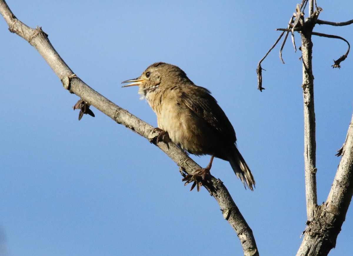 House Wren (Southern) - ML620864434