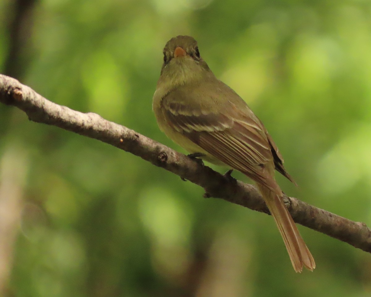 Western Flycatcher (Cordilleran) - ML620864436