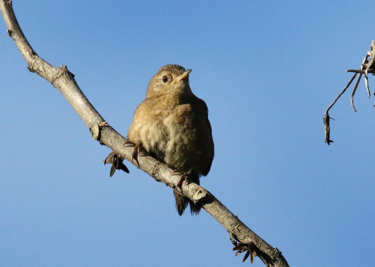 House Wren (Southern) - ML620864438