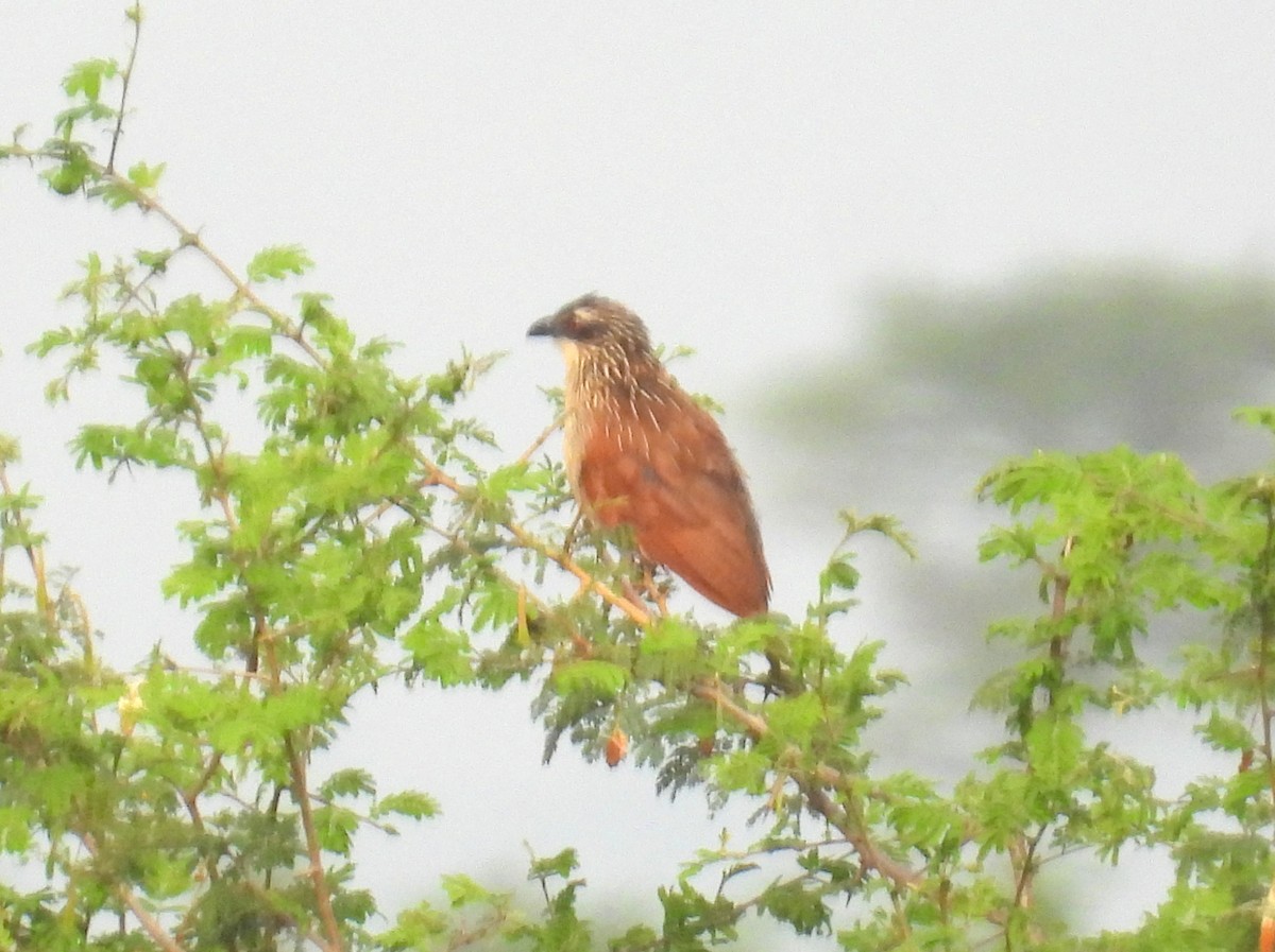 White-browed Coucal - ML620864443