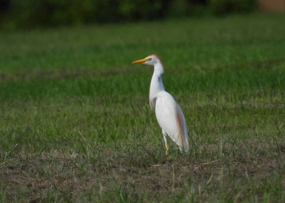 Western Cattle Egret - Kimberly Snaric