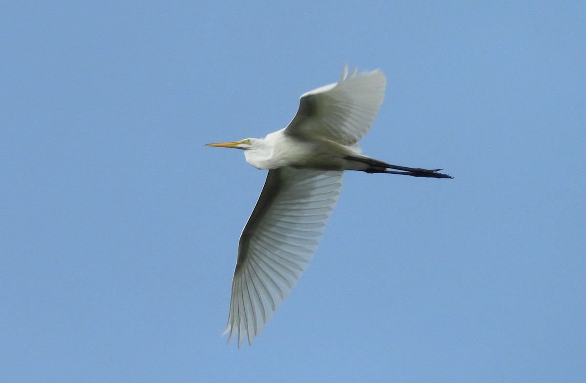 Great Egret - Kimberly Snaric