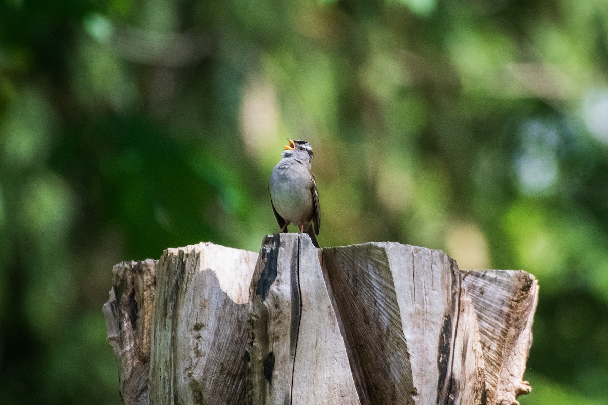White-crowned Sparrow - ML620864486