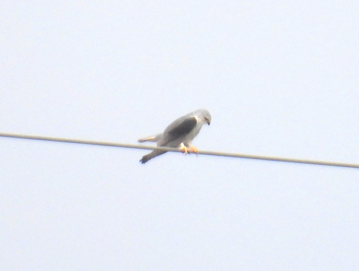 Black-winged Kite (African) - ML620864490