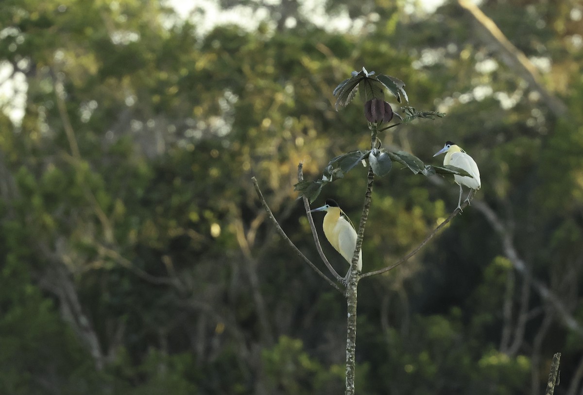 Capped Heron - ML620864495