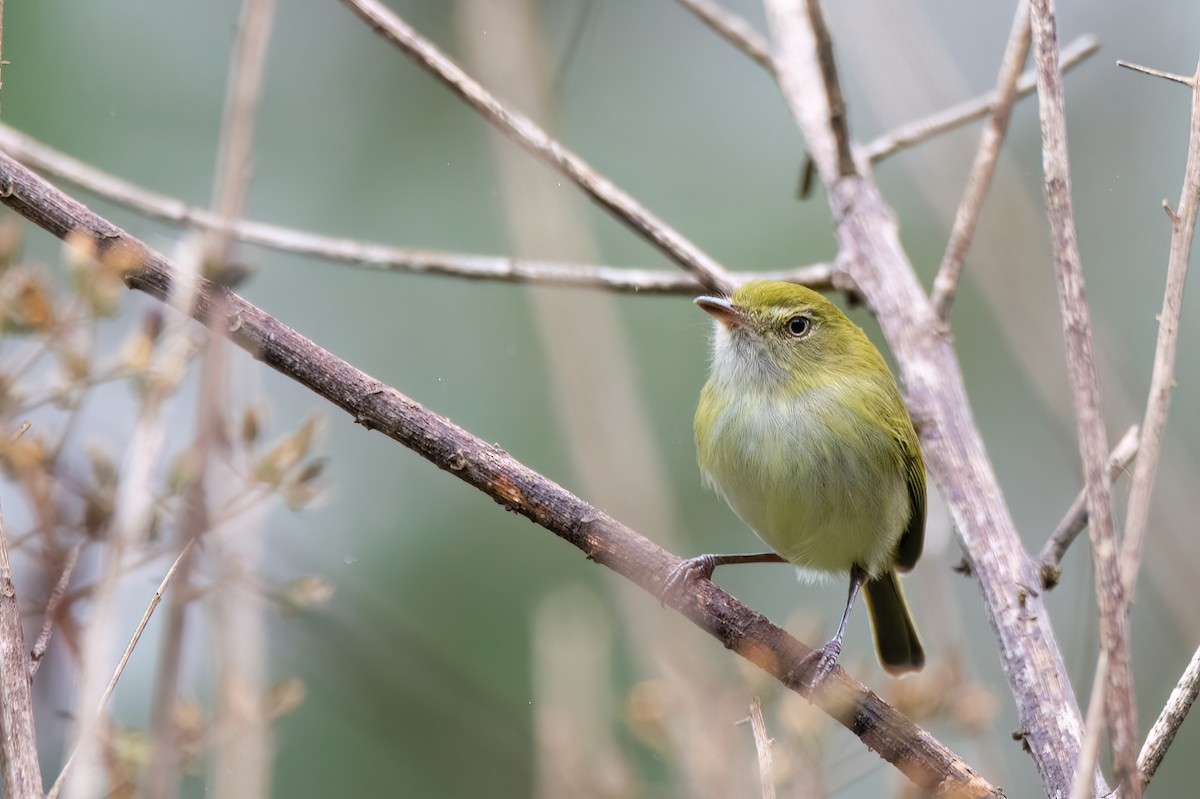 Hangnest Tody-Tyrant - ML620864505