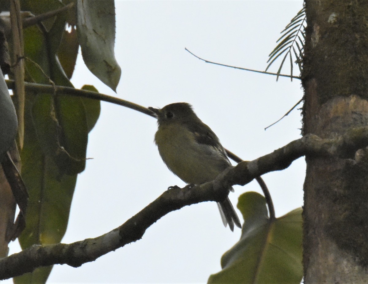 Lesser Elaenia - ML620864506