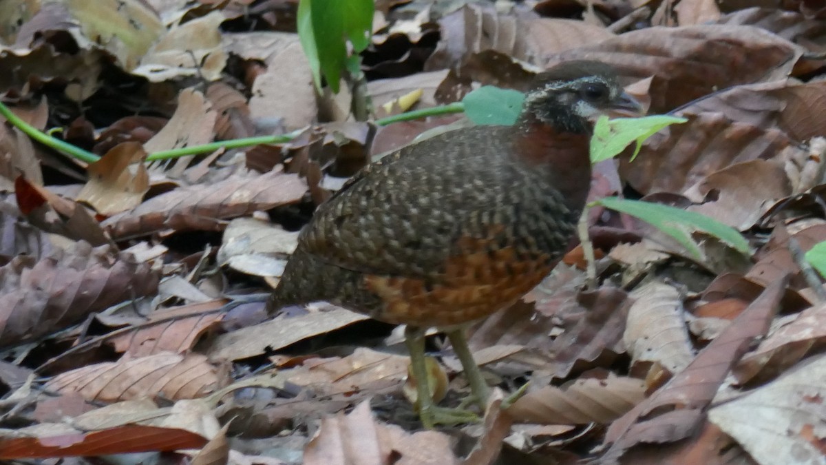 Sabah Partridge - ML620864508