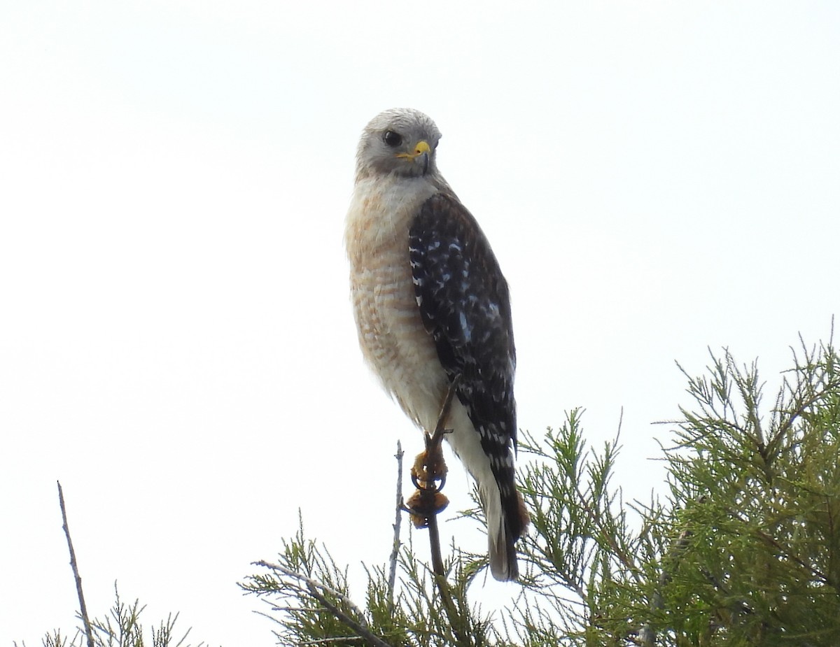 Red-shouldered Hawk - ML620864510