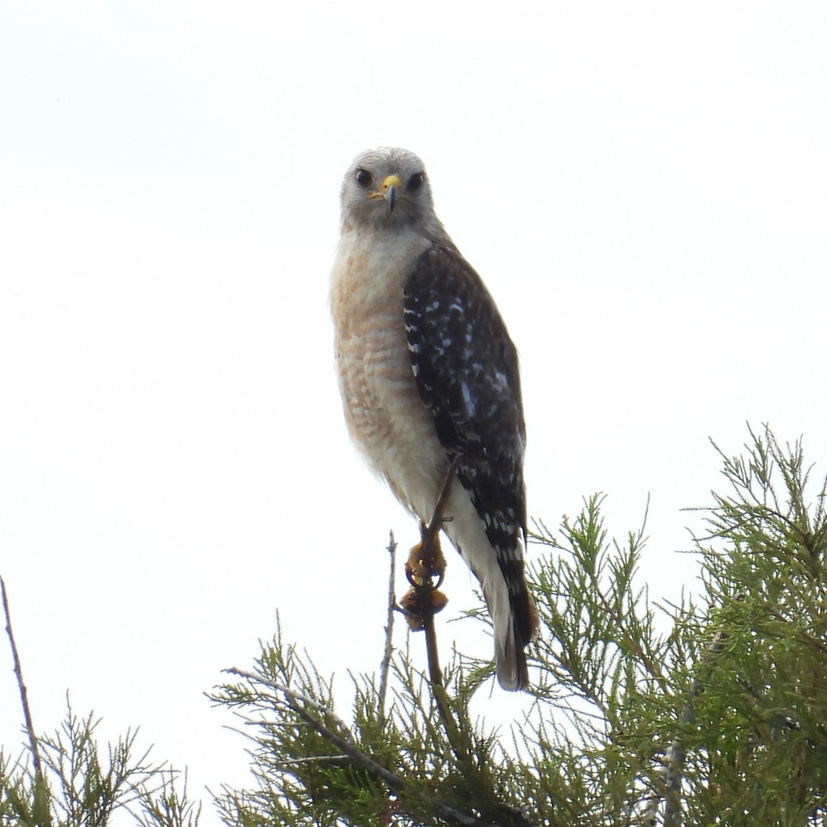 Red-shouldered Hawk - ML620864512