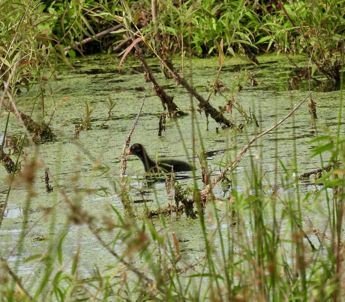 Common Gallinule - ML620864513